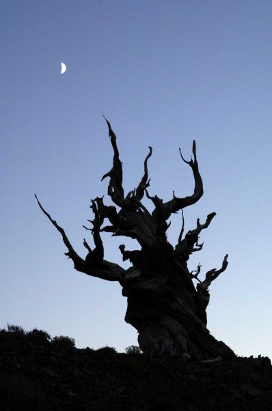 CA, White Mts, Moon and ancient bristlecone pine